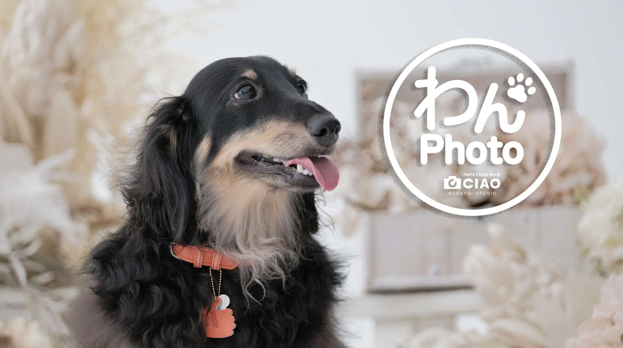 【彦根本店】わんPhotoプランスタート！🐶